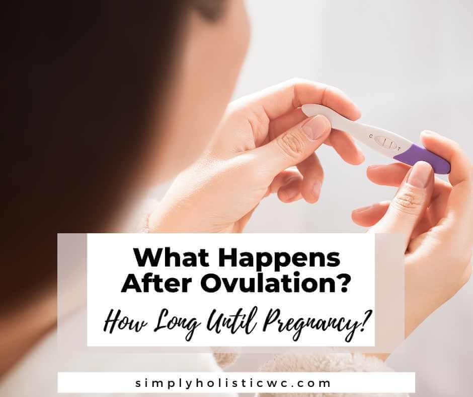 WhatHappensAfterOvulationHowLongUntilPregnancy1