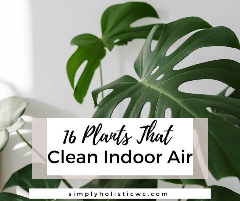 16 Plants That Clean Indoor Air