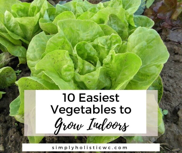 10 Easiest Vegetables to Grow Indoors