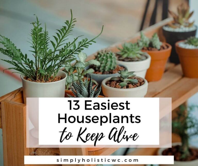 13 Easiest Houseplants to Keep Alive